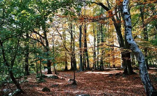 Shining Cliff Wood Walks, Derbyshire