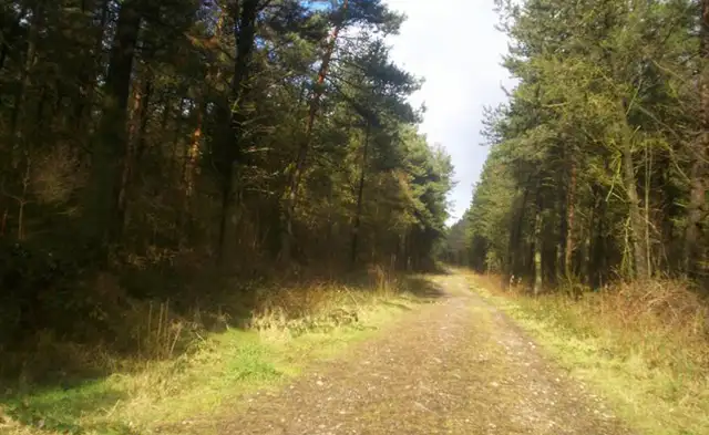 Farley Woods Walks, Derbyshire