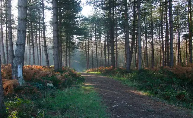 Poppy Wood Walks, Derbyshire