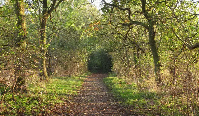 Belhus Woods Walks, Essex