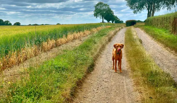Chipping Ongar Walks, Essex