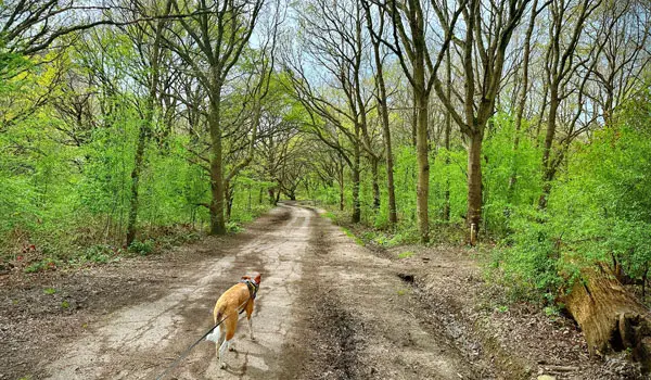 Claybury Park Walk, Essex