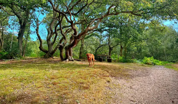 Danbury Common Walk, Essex