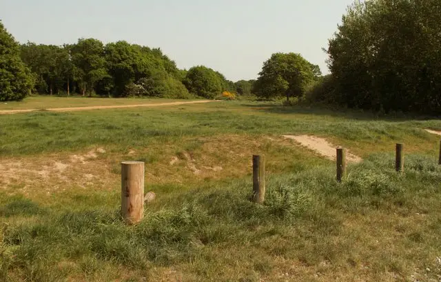 Friday Woods Walk, Essex