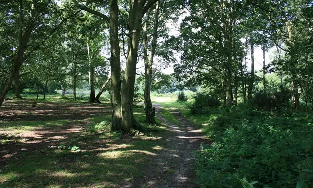Galleywood Common Walk, Essex