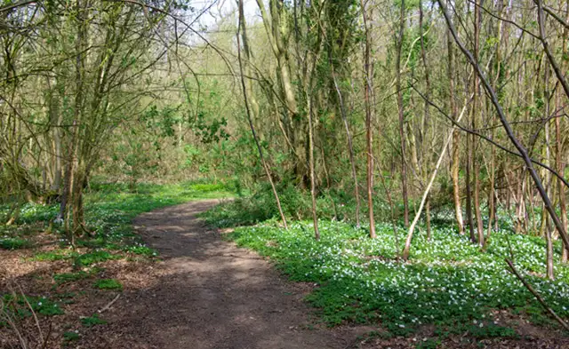 Garnetts Wood Walk, Essex