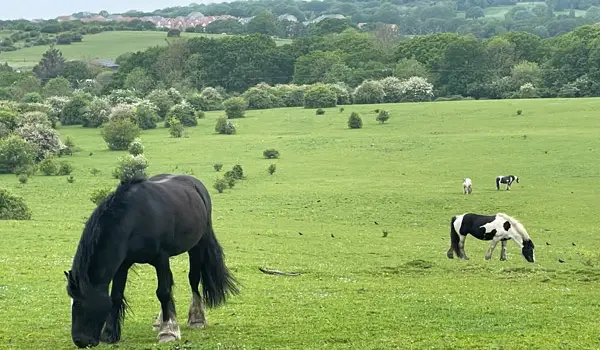 Havering Walk, Essex