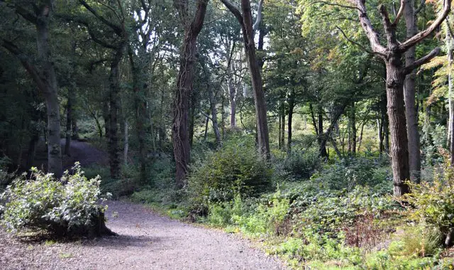 Hockley Woods Walks, Essex