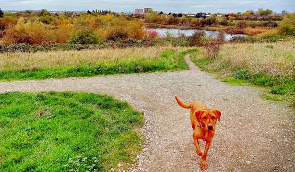 Hornchurch Country Park Walks, Essex