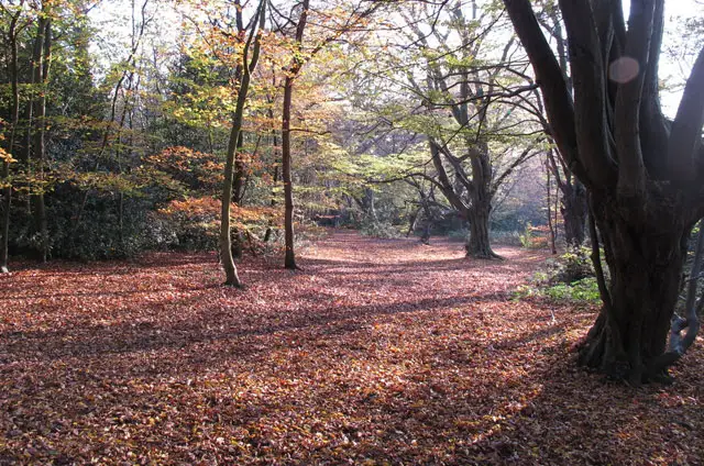 Knighton Wood Walk, Essex
