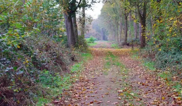 Little Bentley Walk, Essex