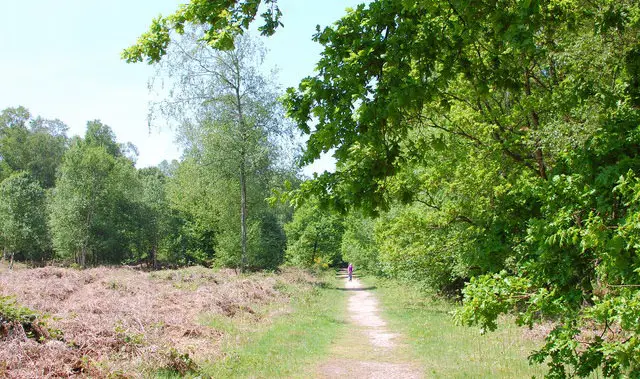 Messing walk, Essex