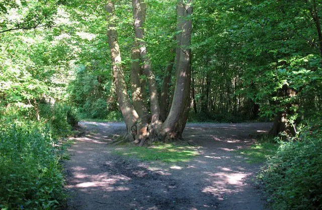 Norsey Woods Walks, Essex