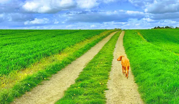 Quendon Walks, Essex