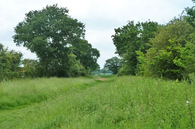 Thrift Wood Walk, Essex