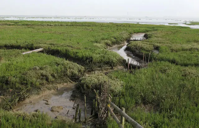 Two Tree Island Walks, Essex