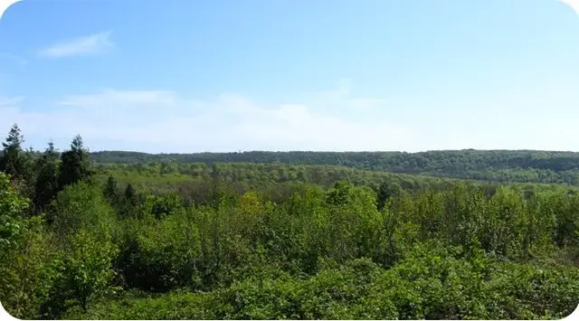Friston Forest Walk, Sussex