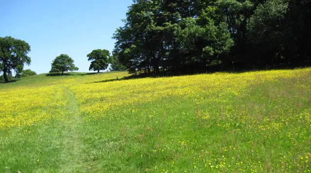Rolling Staffordshire countryside and farmland near the village of Ellastone, with the church tower rising among the trees