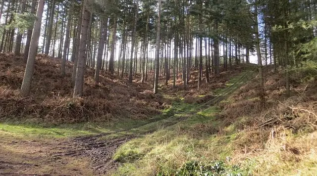 A woodland path winding through trees and heathland on Cannock Chase near Seven Springs