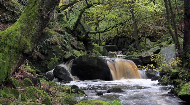 A rocky brook running through ancient woodland in a steep-sided gorge in the Peak District