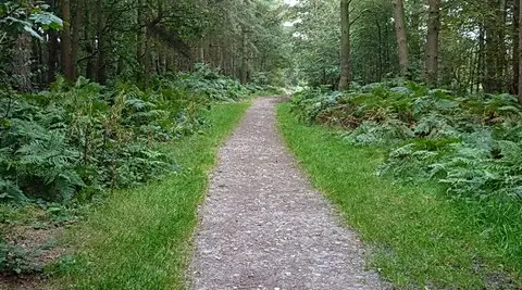 Open heather and bracken on Shoal Hill Common with woodland and trees beyond, near Cannock in Staffordshire