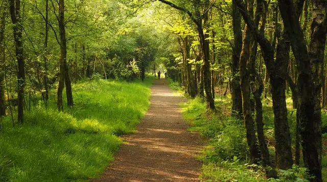 A forest path running between tall conifer trees on Matlock Moors in Derbyshire