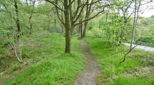 A woodland path winding between old oak trees in Hawksmoor Woods, Staffordshire