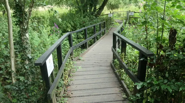 A calm lake with reeds and trees at a nature reserve beside the River Trent in Staffordshire
