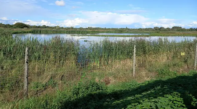 Calm lake at Middleton Lakes nature reserve with reeds, open water and trees along the far bank under a wide sky