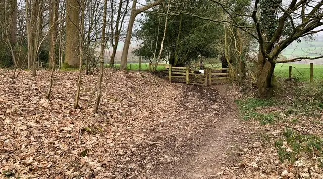 A woodland path running between tall trees in Bishop's Wood, Staffordshire