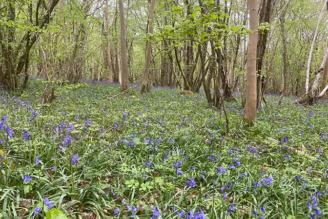 Daneway Walk, Gloucestershire