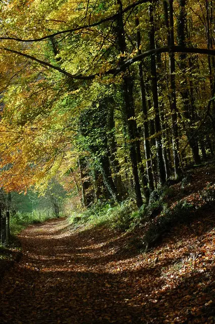 Woodchester Park Walks, Gloucestershire
