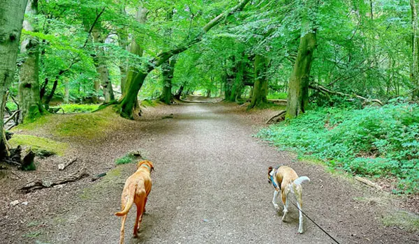 Ashridge Estate Walks, Hertfordshire