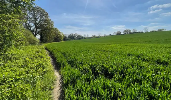 Benington Walks, Hertfordshire