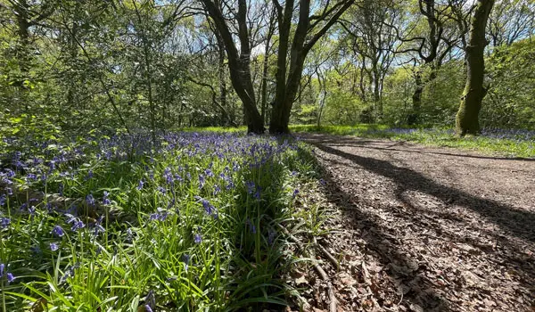 Bricket Wood Walk, Hertfordshire