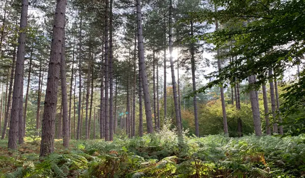 Broxbourne Woods Walks, Hertfordshire