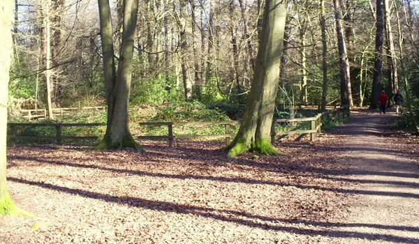 Chipperfield Common Walks, Hertfordshire