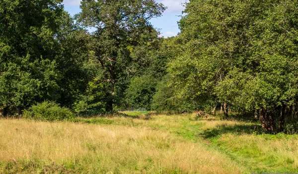 Danemead Wood Walks, Hertfordshire