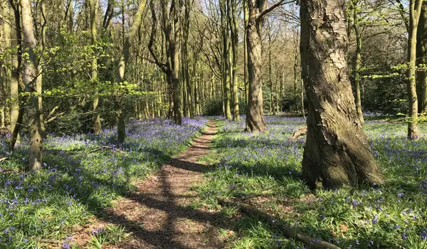 Flamstead walk, Hertfordshire