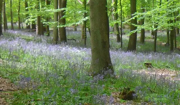 Hitch Wood Walks, Hertfordshire