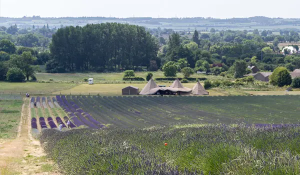 Wilbury Hill Walk, Hertfordshire