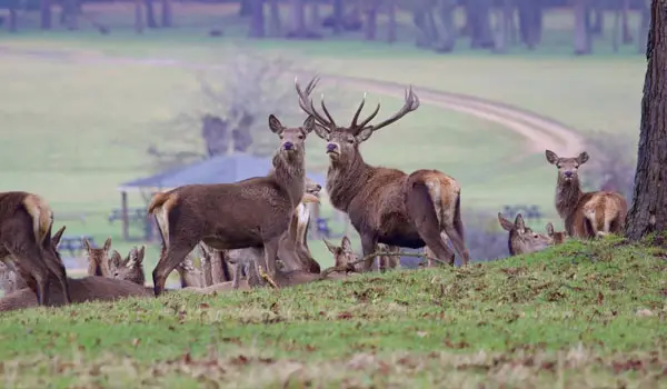 Langley Walks, Hertfordshire