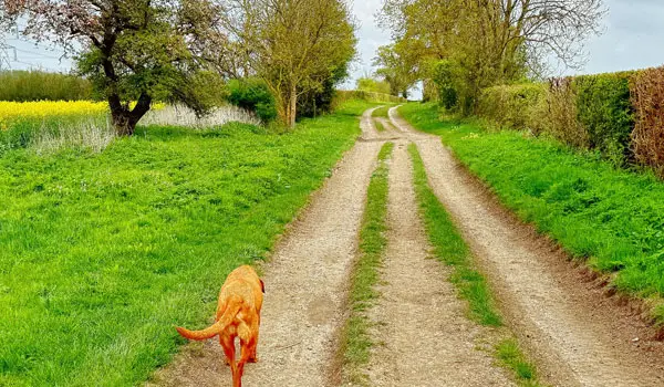 Manuden Walks, Essex