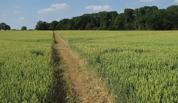 Nuthampstead walk, Hertfordshire