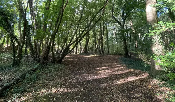 Ridlins Woods Walk, Hertfordshire