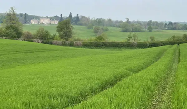 Watton at Stone Walks, Hertfordshire