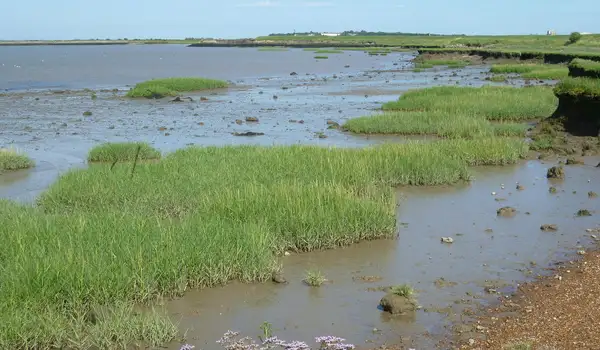 Cliffe Pools Walks, Kent
