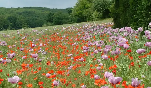 Cobham Wood Walks, Kent