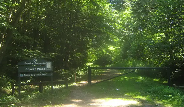 Covert Wood walk, Kent