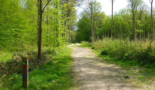 Dering Woods Walks, Kent